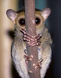 Other Prosimians Tarsiers Western Tarsier Tarsius Bancanus Cute Animals Wild Animals Pictures Animals Wild