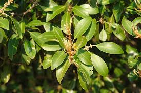 Image result for Mimusops zeyheri