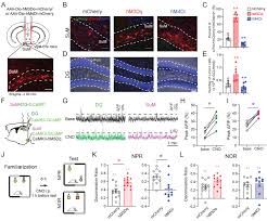 Nu poţi să mai interacţionezi. Supramammillary Nucleus Synchronizes With Dentate Gyrus To Regulate Spatial Memory Retrieval Through Glutamate Release Elife