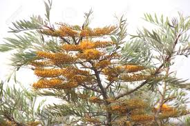 Maybe you would like to learn more about one of these? Grevillea Robusta Silky Oak Australian Silver Oak Evergreen Stock Photo Picture And Royalty Free Image Image 58153785