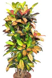 Image result for Codiaeum