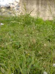 Image result for Melhania virescens