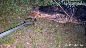 Angler fined for feeding alligator hot dogs on livestream, wildlife  officials say