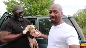 The bully pit can't be trusted around kids. Pocket Bully American Bully Xl Mix Taking Delivey Of My New American Bully Youtube