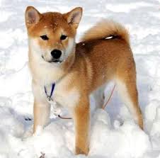 What I M Loving Right Now Girl Meets Life Unique Dog Breeds Shiba Inu Dog Shiba Inu Puppy