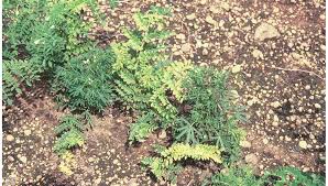 Image result for Alfalfa mosaic virus