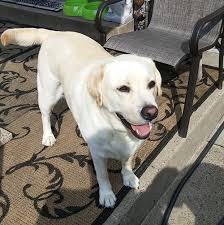 Pet Hero Beau the Mellow Yellow Lab's Story | PetCure Oncology
