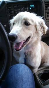 Beautiful Playful Golden Retriever Border Collie Mix Puppy For Sale In Gold Hill North Carolina Classified Americanlisted Com