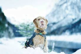 Was ist der unterschied zwischen „achtung! und „vorsicht!? Hund Im Winter Gesund Durch Die Kalte Jahreszeit Die Besten Tipps