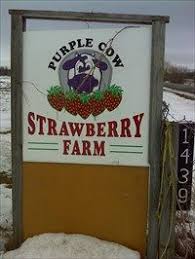 We did not find results for: Purple Cow Strawberry Farm Greely Ontario Purple Cow Strawberry Farm Cow