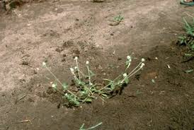 Image result for Micrococca mercurialis