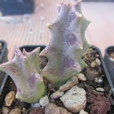 Image result for Orbea melanantha