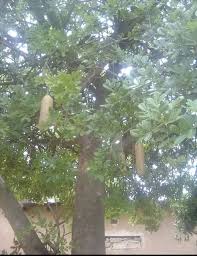 Image result for Albertisia delagoensis