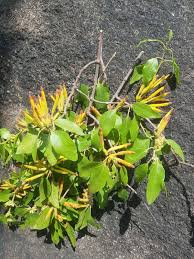 Image result for Agelanthus zizyphifolius