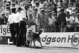 مدرب لعشر دقائق والكلب الذي أنقذ يونايتد.. أغرب قصص عالم كرة القدم | الجزيرة نت