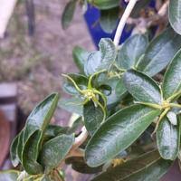 Image result for Fockea angustifolia