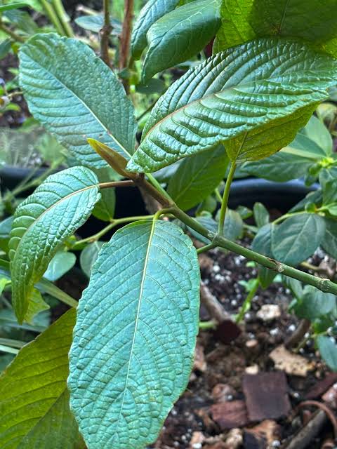 🌿 Indonesia Marks First Official Kratom Export!🇮🇩📦 Indonesia has officially launched its first Kratom export, shipping 351 tons valued at over USD 1.05 million to countries in America and Europe. Na
