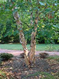 Birch Trees In Florida River Birch Trees Typically Have Two Or Three Main Trunks Description From Picturesoftrees Org I Searched River Birch Trees River Birch Trees For Front Yard