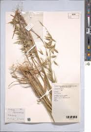 Image result for Avena byzantina