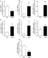 DSS-induced colitis alters mRNA expression of L-Arg metabolic pathway... |  Download Scientific Diagram