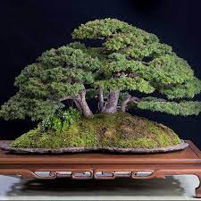 Check spelling or type a new query. Buy Picea Abies Norway Spruce Seed Australian Seed