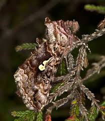 Image result for Syngrapha interrogationis