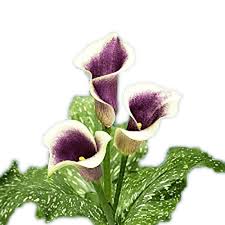 Calla lilies will die back in summer and regrow each year, but in colder zones, you can plant calla lilies as an annual. Calla Lilies White Purple Calla Lily Flowers Globalrose