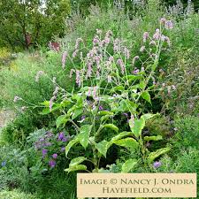 Image result for Berlinia orientalis