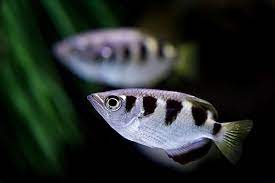 Their name refers to sagittarius the archer, due to their uncommon method to capture prey. Banded Archerfish Online Learning Center Aquarium Of The Pacific