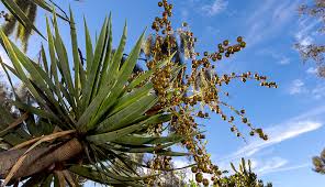 The socotra dragon tree is an iconic tree with a long history of commercial use. Dragon Tree San Diego Zoo Animals Plants