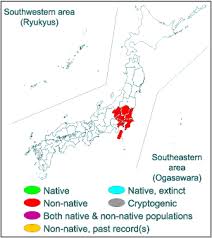 In general, the time of the southern japan operations was placed in the fall of 1945 and the date of the decisive kanto plain operation, in the spring of 1946. Hestina Assimilis Invasive Species Of Japan