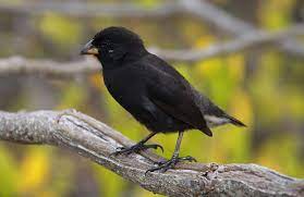 Lt → немецкий → jupiter jones → unter uns darwinfinken. Darwinfinken Der Weltberuhmte Singvogel Der Galapagos Inseln