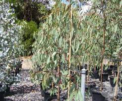 This tree grows best in sunny conditions or light shade, and will grow on all soil types as long as the soil is well draining. Eucalyptus Pauciflora Little Snowman Dwarf Snow Gum Trees Speciality Trees
