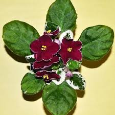 Black And Decker Plant In Texas 2020 Decelles Flamingo African Violet Plant Single Red Sticktite Star White Edge Variegated Medium Green And In 2020 Violet Plant African Violets African Violets Plants