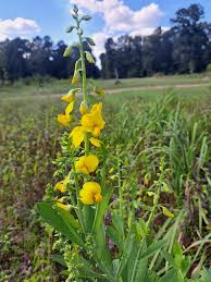 Image result for Crotalaria valida