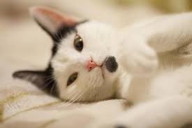 Adorable male persian cat names. Korean Cat Names Male And Female Meaning 100 Ideas