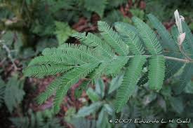 Image result for Mimosa scabrella