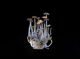 The No Fail Beginners Guide To Growing Magic Mushrooms By Janet Ashforth Medium