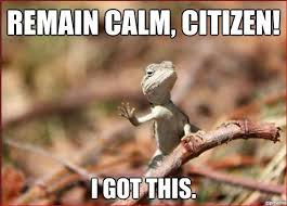 Google Image Result For Http Thestickytongue Org Wp Content Uploads 2012 09 Remain Calm Jpg Funny Lizards Bearded Dragon Funny Funny Animals