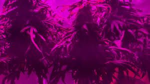 Morsen led grow light review. Morsen 1000 Watt Led Grow Light Follow Up Youtube