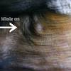 Fortunately, now researchers, many other people and pet owners know they can detect cancer. 1