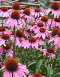 Hidden Witch Elderberry Echinacea Syrup Echinacea Echinacea Purpurea Plants
