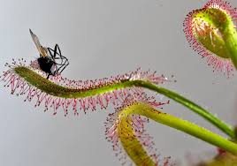 Bunga ini berasal dari afrika selatan, namun namanya diambil dari bahasa yunani kuno. Bunga Terindah Di Dunia Bunga Langka Dan Mewah Bunga Luar Biasa