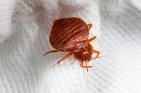 The Impact Of Ultraviolet Light On Survival And Behavior Of The Human Bed  Bug