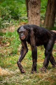 178,900 likes · 5,133 talking about this. Bonobogroep In Zoo Planckendael Is Groter Dan Ooit Zoo Planckendael