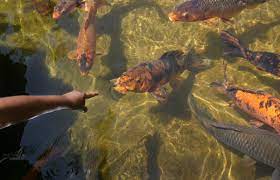 235 Koi Perish At San Jose S Japanese Friendship Garden The Mercury News