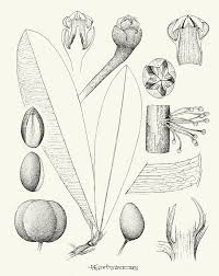 Image result for Englerophytum