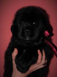 One of those is a dominant gene (only one copy of a dominant gene is necessary to produce an effect) and the other is recessive (both copies of the gene have to be the. Rare Solid Black Tibetan Mastiff Puppy Male Dunstable Bedfordshire Pets4homes