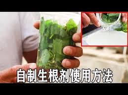 养花先 养根 教你自制 生根剂 省时省力 生根效果好 农村养花匠 youtube voss bottle water bottle bottle