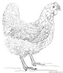 How To Draw A Hen Step By Step Drawing Tutorials Bird Drawings Animal Drawings Chicken Coloring